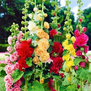20 Loose Paxked Omaxe Hollyhock Mixed Flower Seeds Kitchen Garden Packet