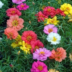 Asian Portuluca Double Mixed Flower Seeds 20 Plus Seeds