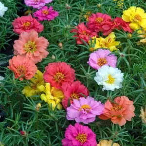 Asian Portuluca Double Mixed Flower Seeds 20 Plus Seeds