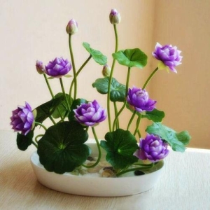 10+ Seeds Of Mix Lotus Seeds - Indoor Rare Bonsai Lotus Flower Seeds
