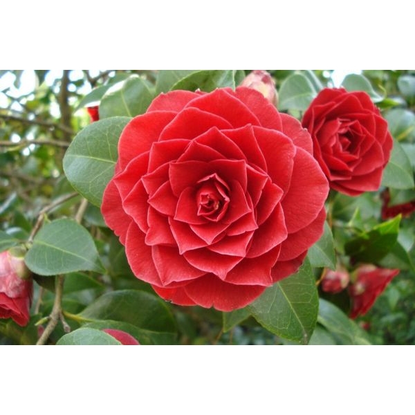 5 Seeds Of Narbada Red Rose Seeds With Golden Bu. Packing - Seeds | - Image 4