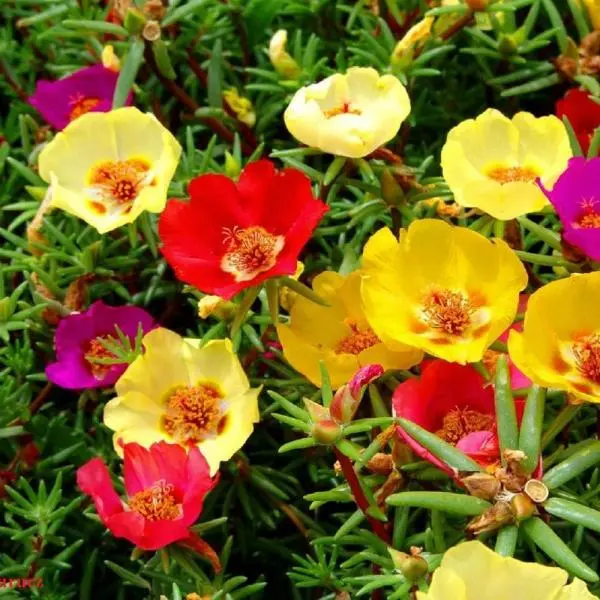 Portulaca Flower Seeds - Double Mix 20 Seeds - Color Mix - Annual Flower For Balcony And Gardening (Any Time All Seasons) - Image 2