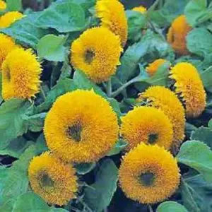Sunflower Sungold Dwarf Seed - 20 Mixed Seeds For Balcony And Garden