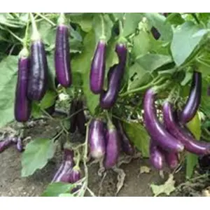 Vegetable Seeds - Brinjal Seeds 5 Gram