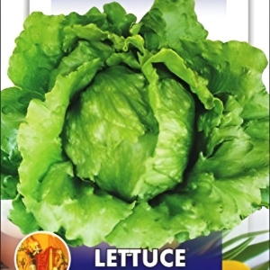 Lettuce Seeds - Lettuce Iceberg SALISTA 25+ Seeds Loose Packed
