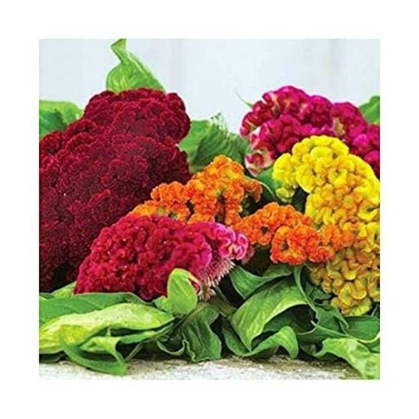 Cock's comb 20 Seeds - Flower Seeds Balcony Pot Flower Plant Seeds (Gardening Seeds 20) - Image 2