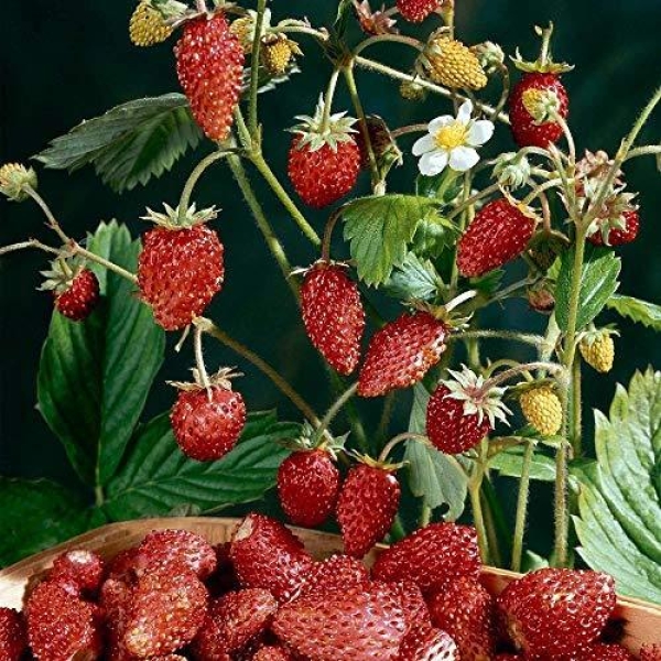 20+ Loose Packed Omaxe Strawberry Hybrid Seeds Alpine Fragaria - Image 2