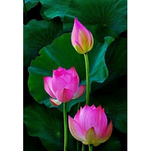 Lotus Seeds - Pink & Red Lotus Flower 5 Seeds
