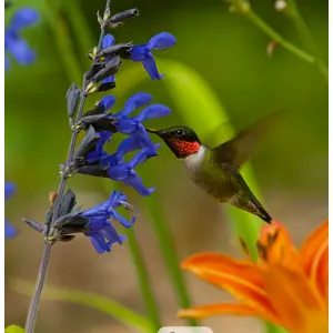 20+ seed Of Salvia 'Black & Blue' plants Flower Seeds, Top Rare Flower