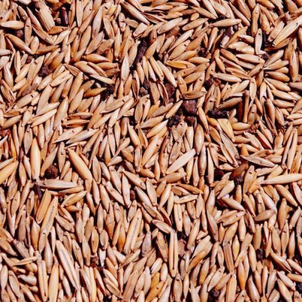 Bamboo Seeds - Big Bamboo 30 Plus Seeds - Image 3