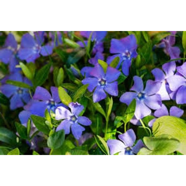 Baramase - All-Time Flower Antier Vinca Mixed Flower 30 Seeds For Garden And Balcony - Image 4