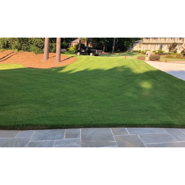 Bermuda Grass Seeds – Fresh Lawn & Garden Seeds (5 Grams) Fast-Growing | Dense Green Coverage | Easy to Grow - Image 2