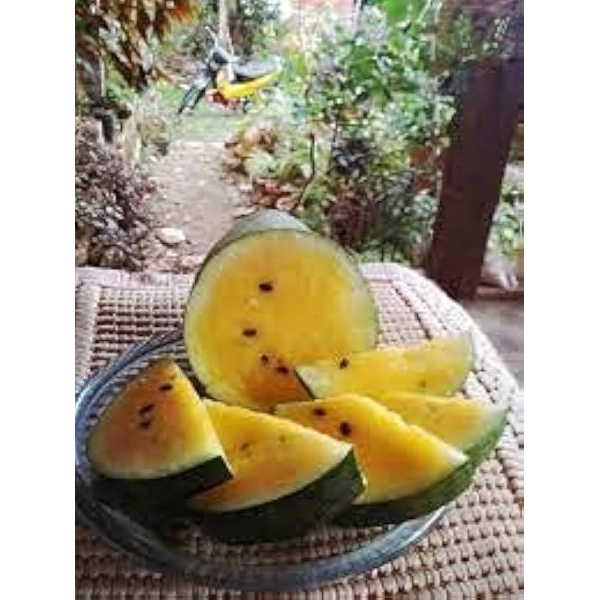1 Packet F1 WATERMELON CLIMAX YELLOW Omaxe Seeds By Savyata Stores For Kitchen Garden - Image 2