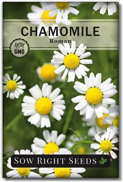 20+ Chamomile Herb Seeds, Can Grow All Over Nepal