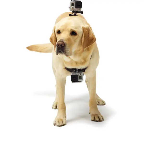 GoPro Fetch - Image 4