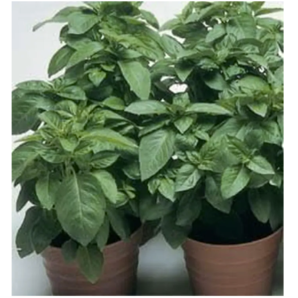 Basil GENOVSE Green 20+ Seeed - Image 3