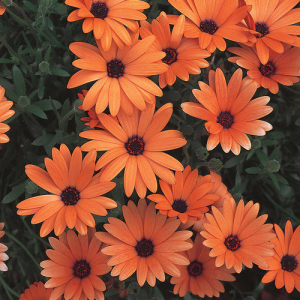 Osteospermum - Akila Grand Canyon Mix - Flower Seeds - 20 Seeds For Garden And Balcony