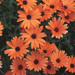 Osteospermum - Akila Grand Canyon Mix - Flower Seeds - 20 Seeds For Garden And Balcony