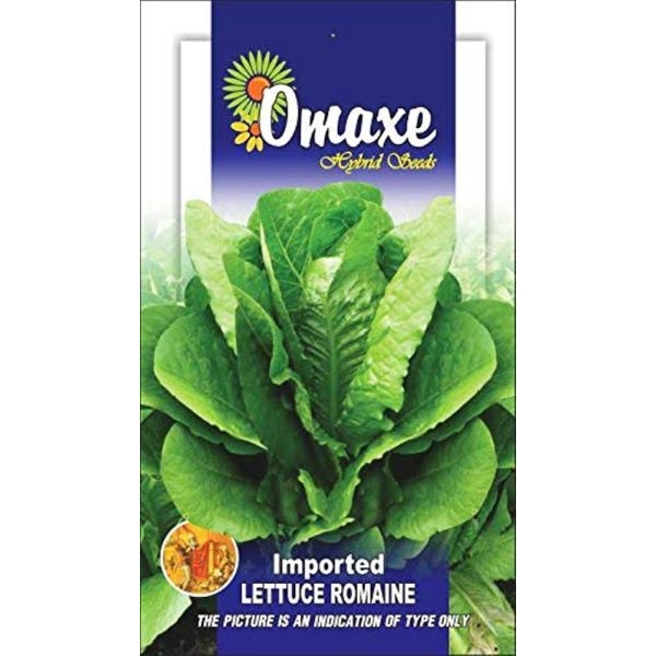 Lettuce Imported Romaine Green Exotic Seeds Kitchen 20 Plus Seeds - Image 2