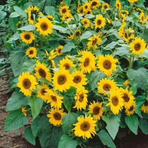 20+ Loose Packed Maniture Sunflower Mix Seeds - Seeds | Plantations |