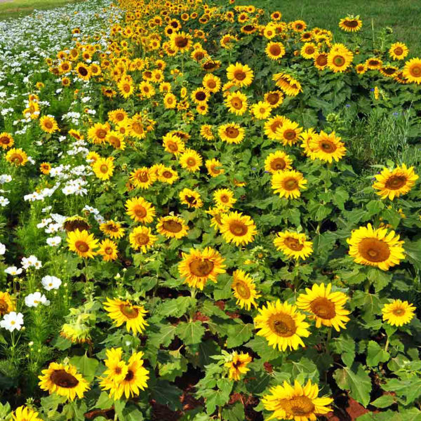 Sunflower Minature Flower Seeds - Excellent Quality Flower Seeds 20+ In Count - Image 2