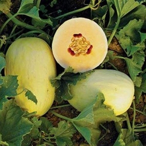 Very Sweet Canary Melon F1 5 Plus Seeds Pack For Home Garden, Kitchen Garden, Balcony and Kausi Kheti