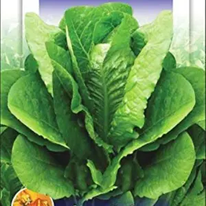 Lettuce Imported Romaine Green Exotic Seeds Kitchen 20 Plus Seeds