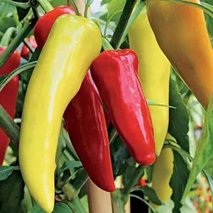 Pepper Seeds - F1 Hybrid Hot Pepper OS-12