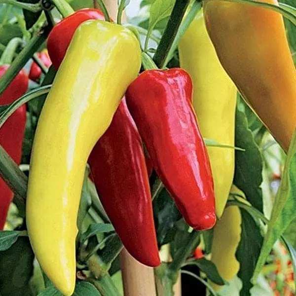 Pepper Seeds - F1 Hybrid Hot Pepper OS-12