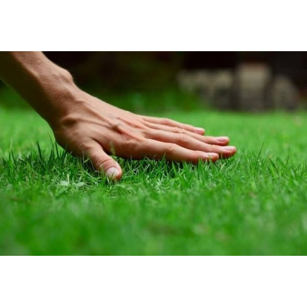 Bermuda Grass Seeds – Fresh Lawn & Garden Seeds (5 Grams) Fast-Growing | Dense Green Coverage | Easy to Grow - Image 4