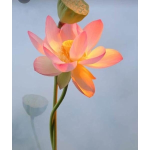 Welcome New Year 2080 With Good Luck Lotus Flower Seeds - 6 Seeds For Prosperity And Positive Energy (Plant Main Door)