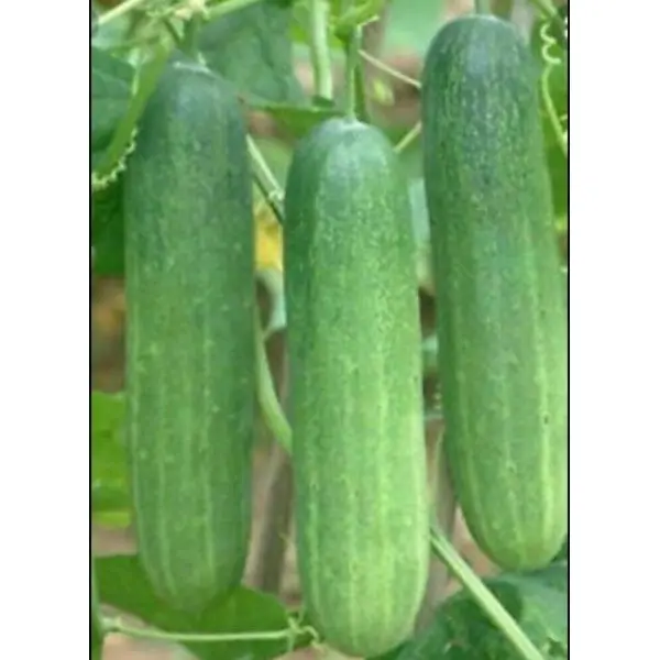 Vegetable Seeds - Cucumber Seeds Bangali Local - 10 Gram - Image 2