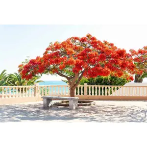 1 Packet Seeds Of Gulmohar | गुलमोहोर (Delonix regia) Royal Poinciana Flamboyant Flame Tree Seeds 20 Gram
