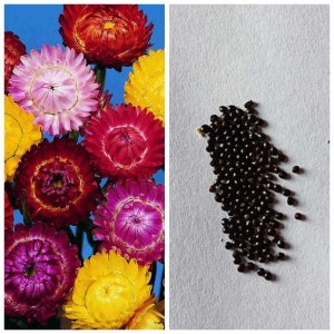 Loose Pack Of Helichrysum Flower Seeds Mixed (50 Plus Seed) - Seeds |
