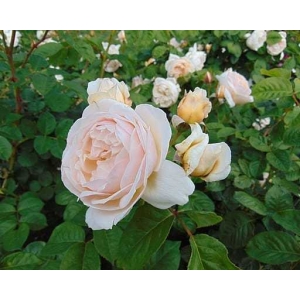 5 Seeds Of Chudamani White - Yellow Rose Seeds With Golden Bu. Packing