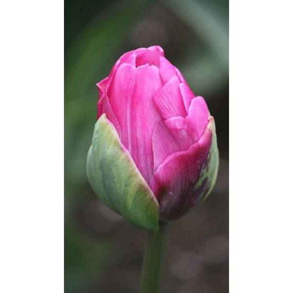 Lotus Seeds - Pink & Red Lotus Flower 5 Seeds - Image 2