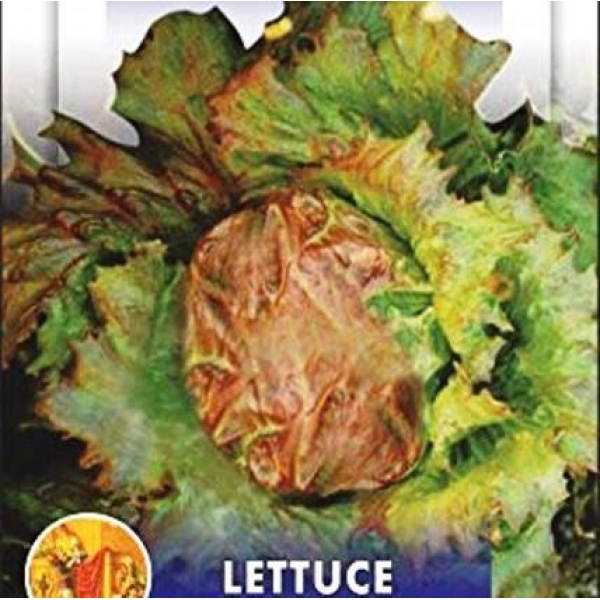 Lettuce Seeds - Imported Batavia Ivoniana Exotic Seeds 25 Plus Seeds Loose Packed - Image 3