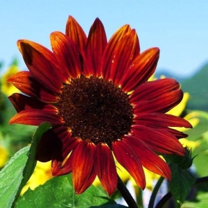20 Red Sunflower Seeds Turnsole Helianthus Seed Garden And Balcony