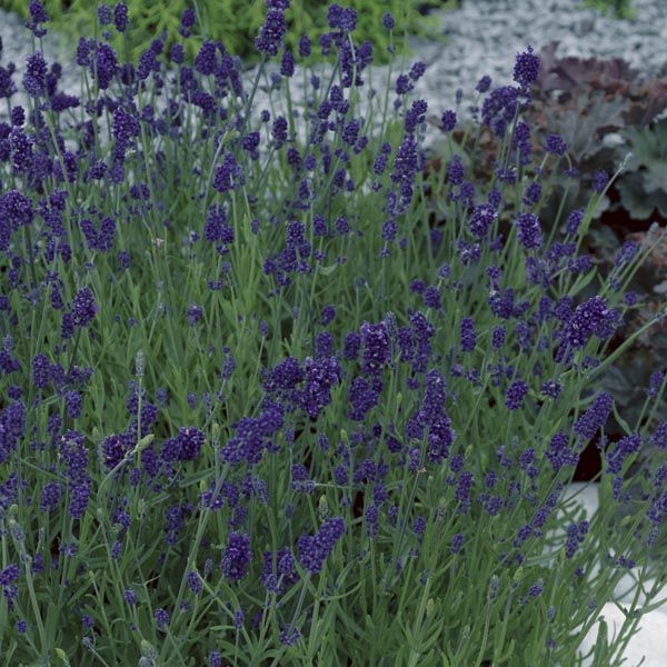 Blue Scent Rare Lavender Imported Herb Seeds, 20+ In-Count - Image 3