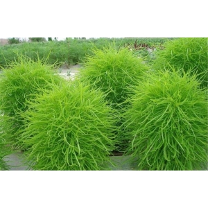 Kochia Scoparia Organic Hybrid Flower seeds For Your Home & Gardening. 20+ seed