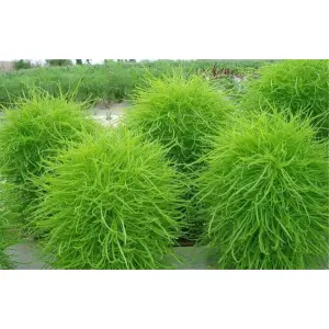 Kochia Scoparia Organic Hybrid Flower seeds For Your Home & Gardening. 20+ seed
