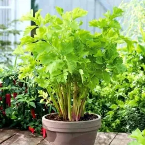 Celery 40 Seeds Apium Kitchen Garden Balcony Vegetable