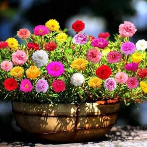 Portuluca Flower Seeds - Double Mix - 20+ in Count