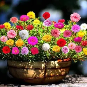 Portuluca Flower Seeds - Double Mix - 20+ in Count