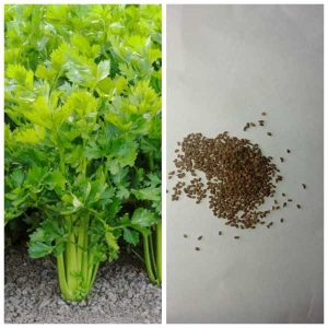 Salad Vegetable Seeds Celery Seeds Tall Utah 2 Gram 100 Plus Seeds Loose Pack