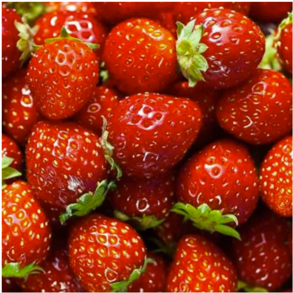 20+ Loose Packed Omaxe Strawberry Hybrid Seeds Alpine Fragaria - Image 3