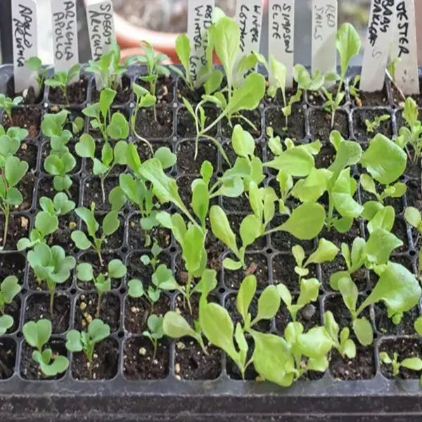 2 Pcs Seedling Tray 128 Holes 150 Grams Weight - Image 4