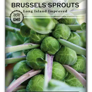 1 Packet Brussels Sprouts Seed for Planting - Non-GMO Heirloom Packet