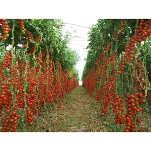Sweetie Cherry Tomato Seeds 40 Seeds