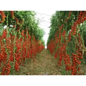 Sweetie Cherry Tomato Seeds 40 Seeds